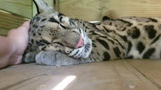 Lura clouded leopard purring or snoring?