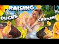 Raising Ducklings and Chicks Together! Our Flock is GROWING!