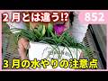 植物が枯れる原因は水やり？３月の水やりの注意点 by 園芸チャンネル 852 #園芸 #ガーデニング #初心者