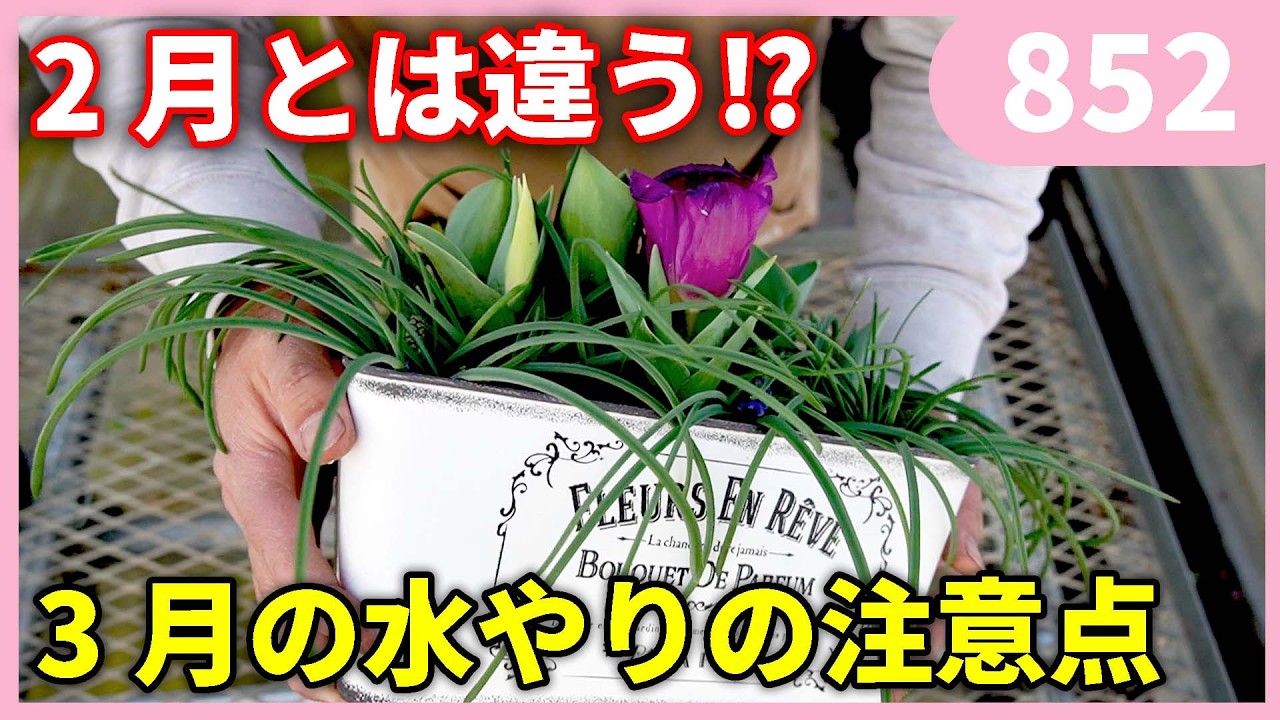 植物が枯れる原因は水やり？３月の水やりの注意点 by 園芸チャンネル 852 #園芸 #ガーデニング #初心者