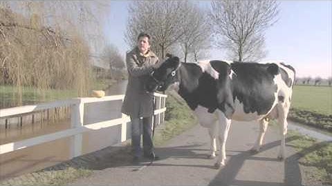 Experiment: Wisdom of the crowds