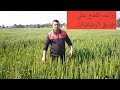 اعلى محصول للقمح على طريق الزراعه الري الحديث