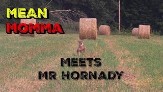 Coyote Hunting Mean Momma Meets MR Hornady