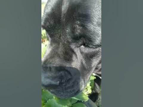 Итальянский Кане-корсо против итальянской клубники Клери) кто- кого ...