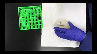 Fishtail and Stab and Fishtail Inoculation of an Agar Slant