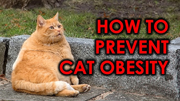 How To Prevent Cat Obesity/ Best Diets For Obese Cats