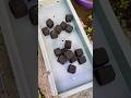 arang