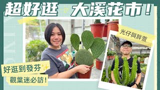 直擊超好逛大溪花市觀葉植物、空氣鳳梨、多肉仙人掌我全都要