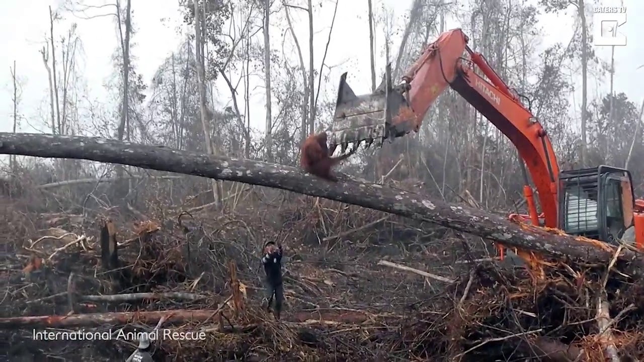 Image result for Sadness As An Orangutan Tries To Fight The Bulldozer Destroying Its Habitat