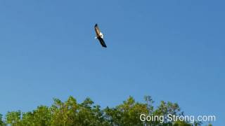 Bald Eagle at Powder Ridge in Middlefield, CT. 05/17/17 by Dr. Sean 116 views 7 years ago 3 minutes, 31 seconds