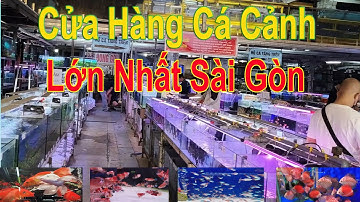 Cửa hàng cá cảnh Lớn Nhất Sài Gòn cung cấp toàn cá đẹp (Ornamental Fish Shop)