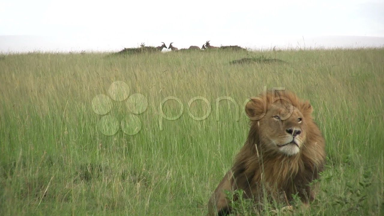 Lion Mane In Strong Winds. Stock Footage