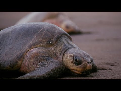 Video: Olive turtle: appearance, lifestyle and animal population