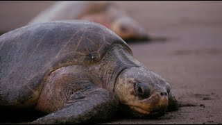 Facts: The Olive Ridley Sea Turtle