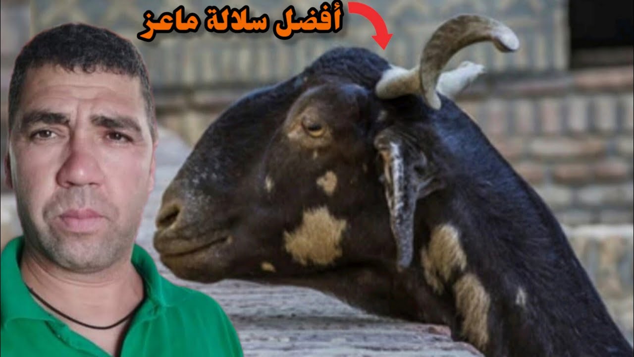أفضل سلالة الماعز... في اسبانيا