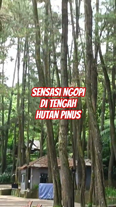 Recommended coffee places in Bogor with a cool and beautiful natural atmosphere #kopidaong
