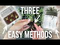 3 ways to propagate rosemary in your nursery