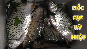 Câu cá mè vinh siêu nhậy với bài mồi huyền thoại chiến trên mọi địa hình - Nhật Ký Cần Thủ