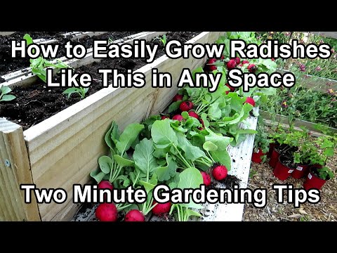 Video: Behållare Trädgårdsrädisor - Att odla och plantera rädisor i krukor