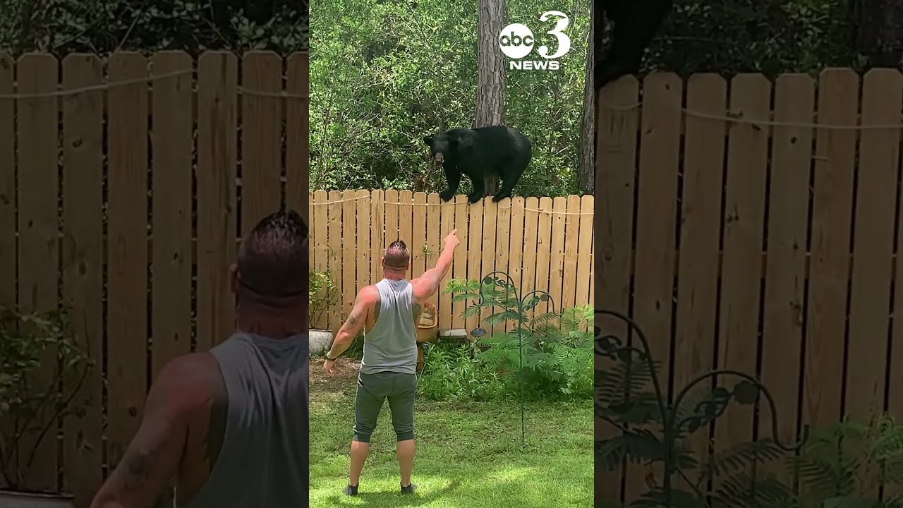 Man And His Yorkie Encounter Black Bear At Their Pace Florida Home