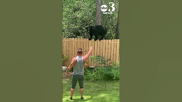 Man And His Yorkie Encounter Black Bear At Their Pace Florida Home 
