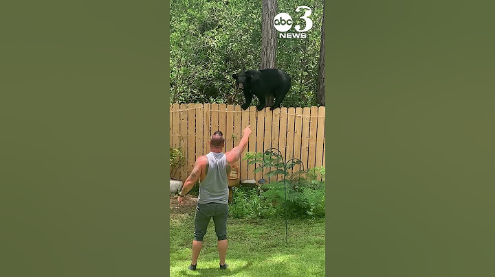 Man and his Yorkie encounter black bear at their Pace, Florida home