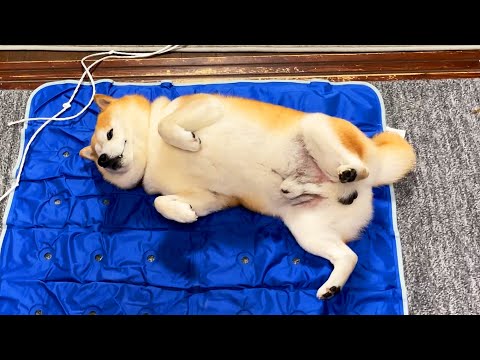 冷え冷えシートが好きな犬  