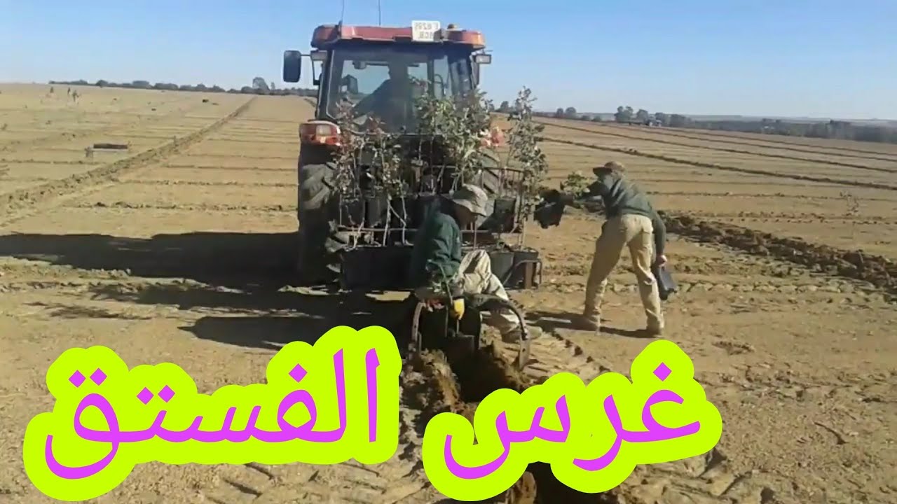 عملية غرس الفستق(البيسطاج) في اسبانيا