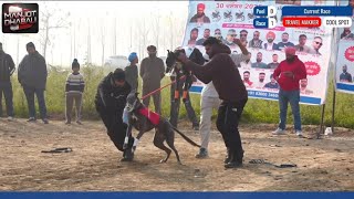 ROUND - 4 ਵਿੱਚ ਹੀ ਕੁੰਡੀਆ ਦੇ ਸਿੰਗ ਫੱਸ ਗਏ 😱 | ਬੱਦੋਂ ਦੇ ਖੇਡ ਮੇਲੇ ਦੇ ਮੁਕਾਬਲੇ 🔥