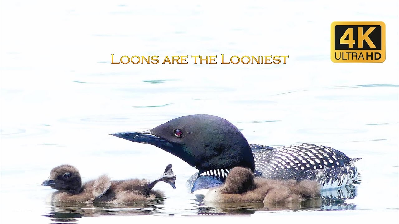Loon Youtube Loons Are The Looniest - YouTube