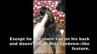 How to tell the kittens apart.