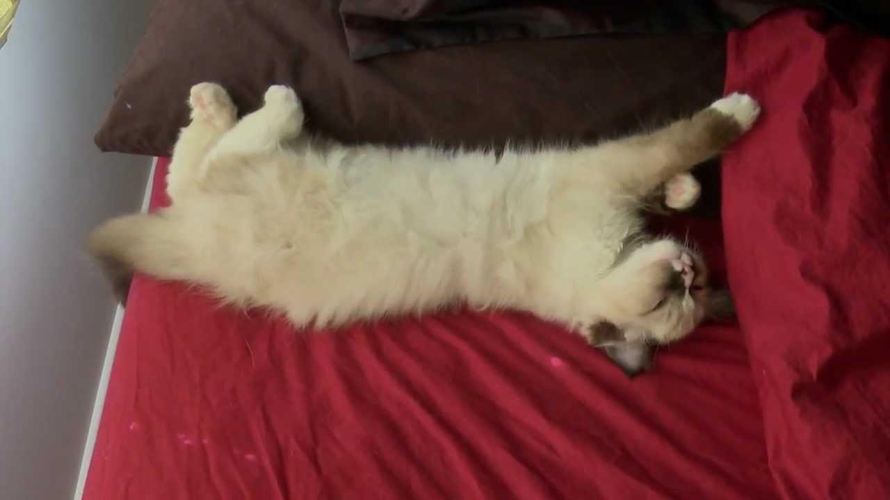 Sleepy Ragdoll Kitten Relaxing On My Waterbed ラグドール ネコ PoathTV Floppy Cats PoathCats YouTube