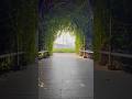 🍃Hasselblad｜Majestic Bridge in Lush Green