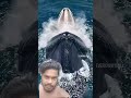 funny #whale #dolphin #ocean #newvideo
