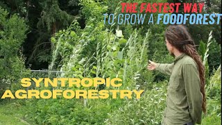 Syntropic Agroforestry: 14 Months old Food Forest - temperate climate (Europe) - Management & Tour