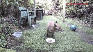 Male Fox checks out the garden before having breakfast amidst the beautiful dawn chorus.