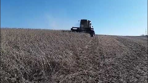 Gleaner F3 combining Beans