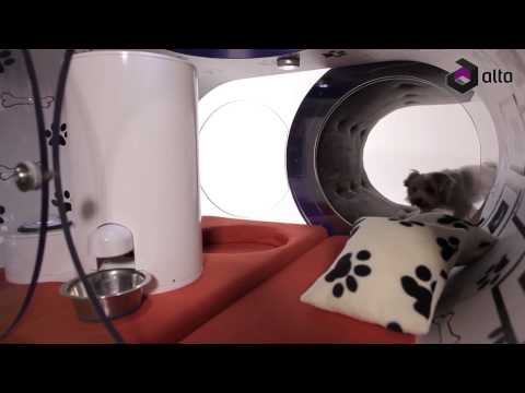 კომფორტი ოთხფეხა მეგობრისთვის