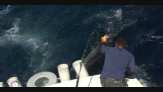 Panama Big Game Fishing Dads 500Lb Black Marlin And Sailfish