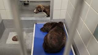 acs A678779 A678780