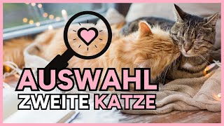 🐈‍⬛🐈WELCHE Katzen PASSEN zusammen💕Auswahl ZWEITE Katze👉Welche Katze passt🐈‍⬛ Zweite Katze anschaffen