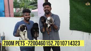 DOGS For Sale / Puppy Sales in Chennai / Dog Kennel in Tamilnadu / Nanga Romba Busy