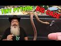 My Smallest Python Gets a BIG Upgrade: Bioactive Enclosure Build