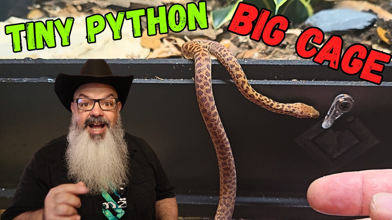 Мой самый маленький питон получил БОЛЬШОЕ обновление: создан биоактивный террариум.