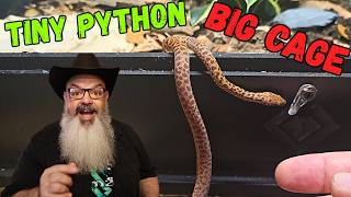 My Smallest Python Gets a BIG Upgrade: Bioactive Enclosure Build