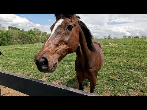 Heading to the Kentucky Derby - Vlog