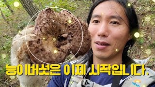 땅벌 꿀먹고 함께 자랐다'이것이 바로 충청도 알! 능이 버섯이에유~'