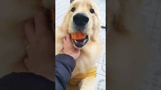 O golden retrivier sempre espera no mesmo horário o humano chegar do trabalho para matar a saudade??