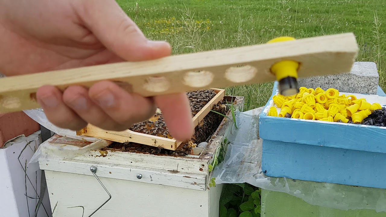 Karl Janter Set ile Larva Transferi