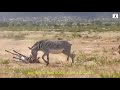 لبؤة تفترس صغير حمار وحشي لكن المفاجأة في مشهد قاسي من حياة البرية 